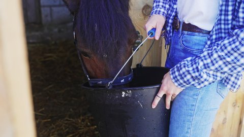 Young girl feeding her horse in the stable from the bucket during the daytime. Girl dressed in jeans and checked shirt holding the bucket for the horse. Horse feeds.