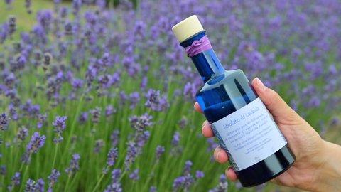 lavender essential oil in beautiful bottle in hand. Stock video Lavender field in Provence, France. Blooming Violet fragrant lavender flowers. Growing Lavender swaying . Natural cosmetic. mockup