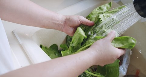 Slow motion close up of woman hands washing cleaning vegetable freshly green Spinach leaves in the kitchen sink, Healthy vegan food concept