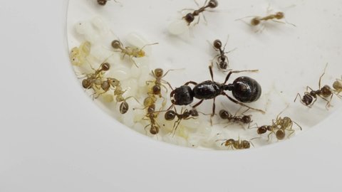 A colony of reaper ants on an acrylic ant farm. Close-up with a limited depth of field. Biotope or ant farm.Farm with messor ants in an acrylic formicarium. Close-up of the queen of the ant colony