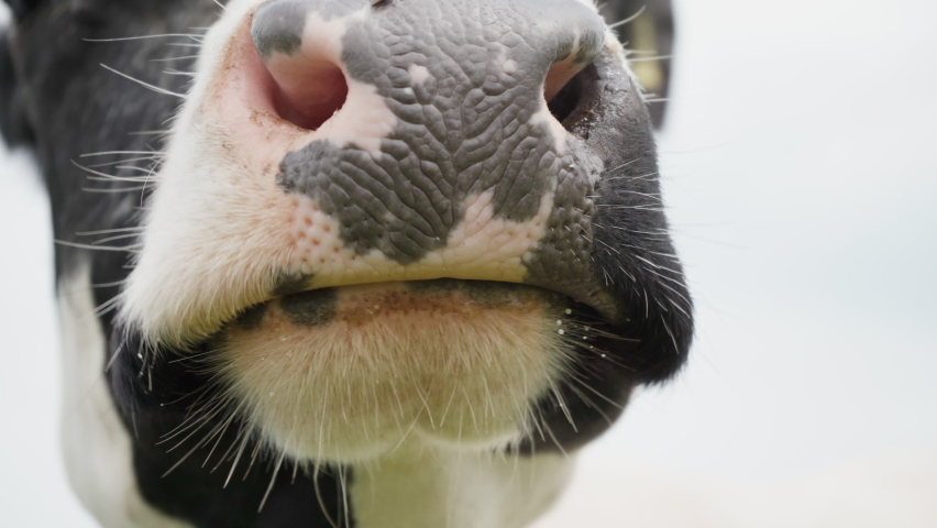 Close-up of Chewing Cow.nose and Stock Footage Video (100% Royalty-free ...