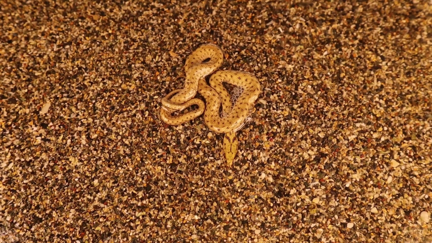 camouflaged snake near the lake.
The water snake is a Eurasian nonvenomous snake belonging to the family Colubridae, subfamily Natricinae. It is also called  dice snake.
exotic reptile.
wildlife, wild