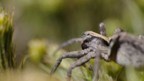 Small brown wild spider sitting on moss in the sun in spring forest. Super macro close-up with blurred background 4K