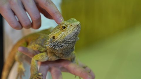 Pogona Vitticeps or Bearded Dragon. Domestic lizard sits in female palm. The woman is holding an Australian Agama and stroking it.Tame pet reptile. Closeup