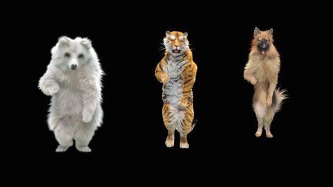Bear and Tiger, Dog Dancing, CG fur 3d rendering animal realistic CGI VFX Animation Loop composition 3d mapping cartoon, Included in the end of the clip with Alpha matte.
