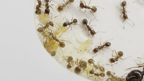 A colony of reaper ants on an acrylic ant farm. Close-up with a limited depth of field. Biotope or ant farm.Farm with messor ants in an acrylic formicarium