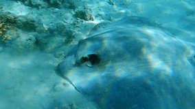 Close up of Stingray swim on shallow water coral reef. Сowtail Weralli stingray (Pastinachus sephen) 4K-60pfs