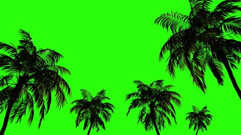 Tropical palms in the wind on isolated. green background. Blank, animation for keying on a green background. 