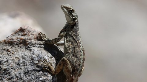 Agamas lizard is sitting on the hot rock desert survive slow motion 4k clip