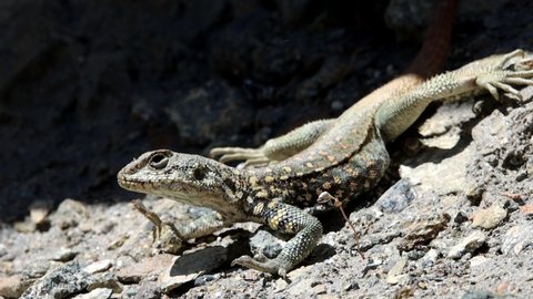 Caucasian agama is sitting on the hot rock desert survive animal slow motion 4k.