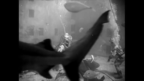 CIRCA 1930s - Swimmers and people in deep sea diving suits feed dolphins and swim with sharks.