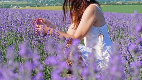 A woman with long hair in a white whip sits in a field and observes the beauty of a lavender field in bloom. Provence France beauty and aroma of purple lavender flowers, for the manufacture of natural