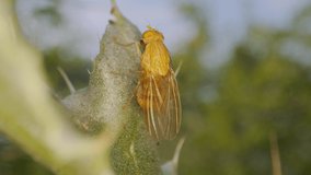 species of small flies sitting on plant (minettia)