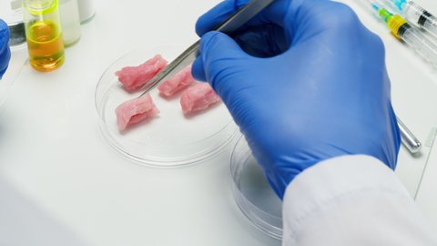 Medical scientist specialist putting meat in glass dish with tweezers and closing it in food laboratory. Genetic Modifications of Product. Microbiologist analyzing lab-grown pieces of meat.