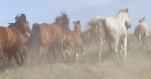 a herd of horses are galloping in the steppe. beautiful horses. shot on in red komodo - 120fps 2k
