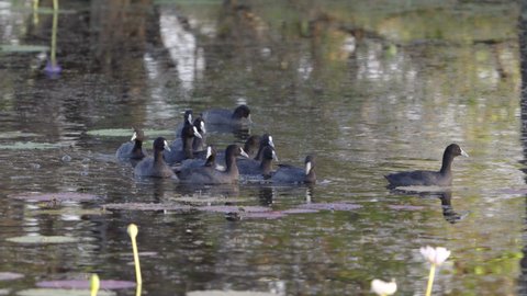 a close tracking shot of a flock of eurasian coots at marlgu billabong of parry lagoons nature reserve in the kimberley region of western australia
