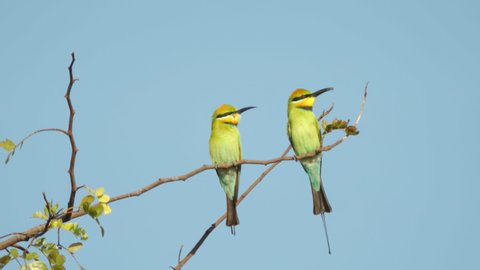 a rainbow bee-eater returns to a perch with an insect at marlgu billabong of parry lagoons nature reserve in the kimberley region of western australia