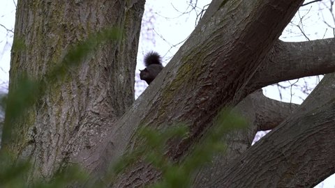 A squirrel glares at the camera from a tree.