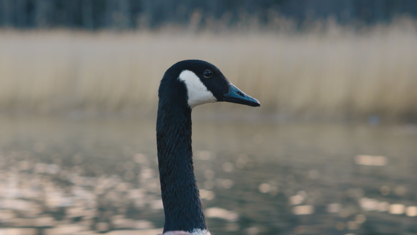 Slomo close-up of canada goose by water and reeds opening its beak