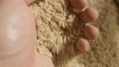 Farmer hand inspecting freshly grown rice seeds in macro close up view