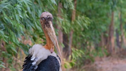 Greater Adjutant, Leptoptilos dubius, Buriram, Thailand; sinister like portrait of an individual as it looks towards the camera then it started reaching out to preen its back feathers.