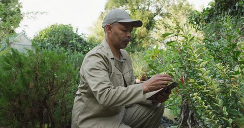 Mixed race male gardener using tablet at garden center. working at bonsai nursery, small specialist business.