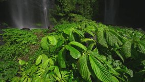 Amazing waterfall Air Terjun Fiji  hidden in the tropical rainforest jungle island Bali, Indonesia. 4K UHD Video Clip.