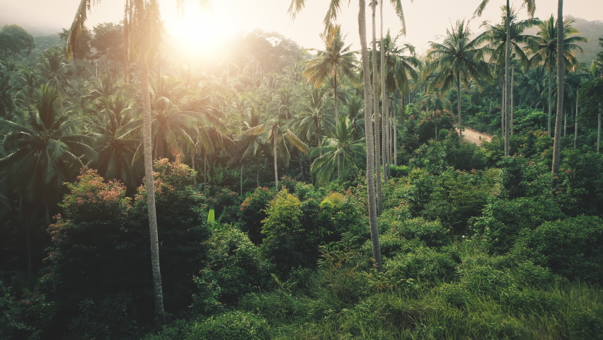 Aerial view green tropical forest with palms backlit sunset backlit. Local tourism, wildlife excursions in Papua New Guinea. Extreme jungle expedition summer natural light sun. Bright nature landscape Royalty-Free Stock Footage #1075088396