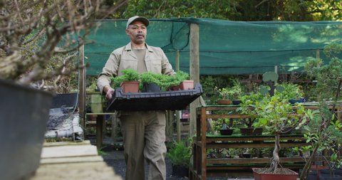 African american male gardener walking, holding box with plants at garden center. working at bonsai nursery, small specialist business.