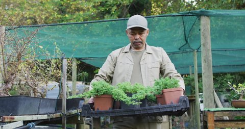 African american male gardener holding box with plants at garden center. working at bonsai nursery, small specialist business.