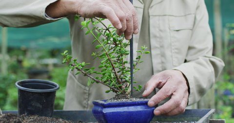 Midsection of african american male gardener taking care of bonsai tree at garden center. working at bonsai nursery, small specialist business.
