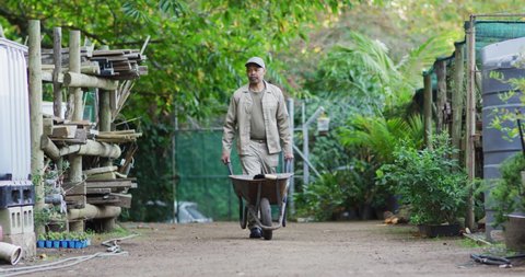 Back view of african american male gardener walking with wheelbarrow at garden center. working at bonsai nursery, small specialist business.