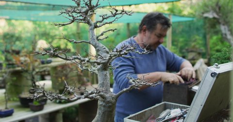 Caucasian male gardener taking care of bonsai tree at garden center. working at bonsai nursery, small specialist business.