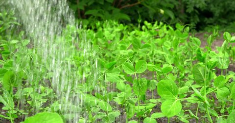 Growing vegetables in your backyard. Water a bed of young green peas from a watering can. Home gardening and growing organic food.
