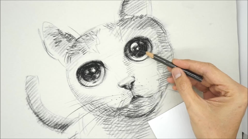  Light and shadow , Art Drawing Fine art Sketch Cute Cat Thailand 