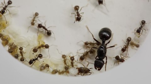 A colony of reaper ants on an acrylic ant farm. Close-up with a limited depth of field. Biotope or ant farm. Farm with messor ants in an acrylic formicarium. Close-up of the queen of the ant colony
