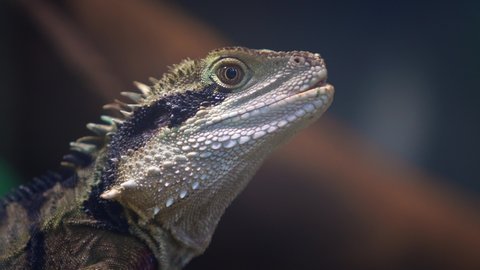 Australian Water Dragon (Physignathus Lesueurii), closeup face. Agama looks straight ahead and looks at the camera after. very beautiful lizard.