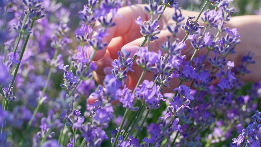 woman's hand gently touches flowers lavender Stock Footage Video (100% ...