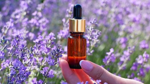 The lavender essential oil in a beautiful bottle in a female hand against the background of a lavender field. Video of a lavender field in Provence, France. Close-up of lavender essential oil, natural