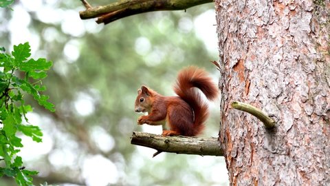 squirrel, Sciurus vulgaris, sits on the broken branch of a pine tree and nibbles on sunflower seeds next to the leaves of a German oak tree