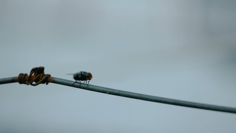 close up housefly on the rope