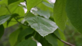 Close up view slow motion 4k stock video footage of fresh green leaves growing on branches of trees wet from falling rain drops. Abstract natural background