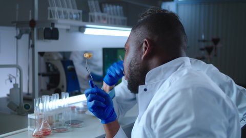 Bearded middle aged man scientist researcher watching African American coworker tasting chicken nugget from lab grown cell cultured meat during experiment