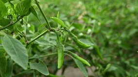 Footage of chili plant filled with green chilies