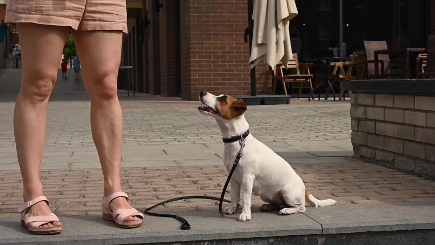Dog jack russell terrier gives a leash to the owner for a walk outdoors.