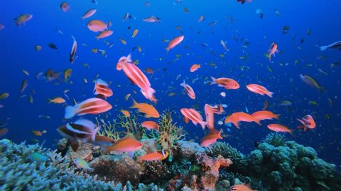 Tropical Coral Garden Underwater Life. Reef coral scene. Coral garden seascape. Colourful tropical reefs. Vibrant coral garden. Reef scene.