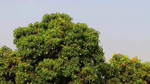 close up of mango fruit on a mango tree,many young green mangos on the mango tree in the garden,fruit King mango