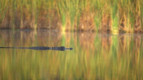 FLORIDA - CIRCA 2020s - 2021 - A partially-submerged alligator swims through the Everglades, Florida.