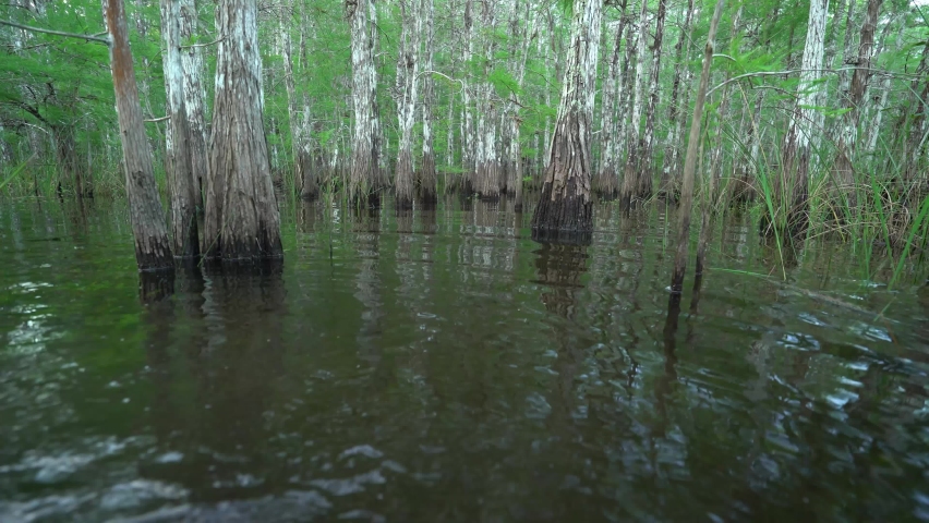 FLORIDA - CIRCA 2020s - 2021 - A man passes by swamp trees as he treks forward through the Florida Everglades.