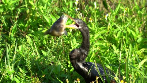 FLORIDA - CIRCA 2020s - 2021 - An Anhinga bird swallows an enormous live fish whole as it flaps for life.